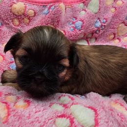 Red Girl - Red female Shih Tzu puppy in Oakville, Washington from Garrard Creek Shih Tzus