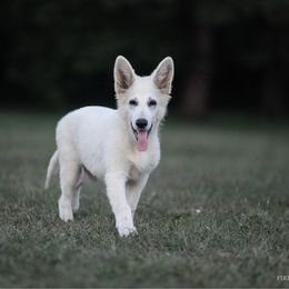 Blackjack - White male Berger Blanc Suisse puppy in Chestnut, Illinois from Fireside Fernweh