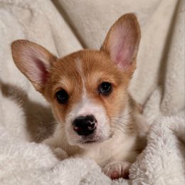 Max - Red male Pembroke Welsh Corgi puppy in Northwood, Iowa from Sorrel Sands Corgis