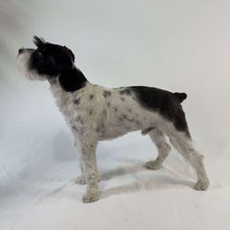 Parker - Miniature Schnauzer