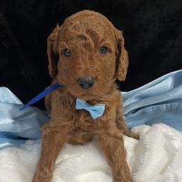 Blue boy - Red  male Poodle puppy in Bowling Green, Kentucky from Ritzy Red Poodles