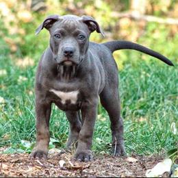 American Bully Puppies from 49th State Kennels