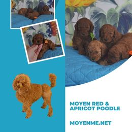 Poodle Puppies from Moyen Majestic Embrace