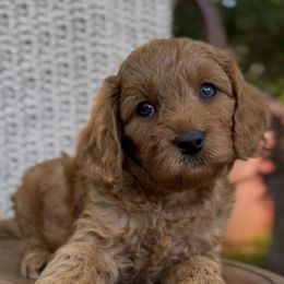 Mango - Red male Cavapoo puppy in Arlington, Texas from Van Haselen Poodles and Doodles