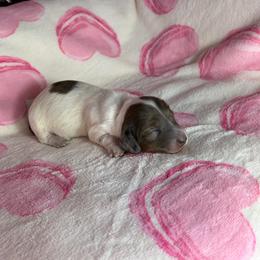 Melissa - Piebald female Dachshund puppy in Lake City, Florida from My Ditzy Doxies of Florida