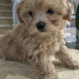 Danny - Cream male Maltipoo puppy in Vancouver, Washington from Janina Sivers