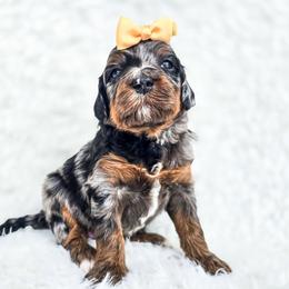 Lizzie - Merle female Bernedoodle puppy in Gaylord, Michigan from Dog Mom Co. Doodles