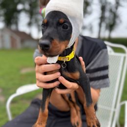 Fauna - Black and rust female Doberman Pinscher puppy in Aredale, Iowa from Royal Dynasty Dobermann Kennel