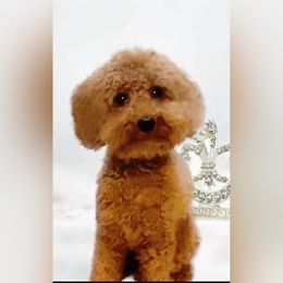 Paris (Aka Paris Hilton) - Poodle