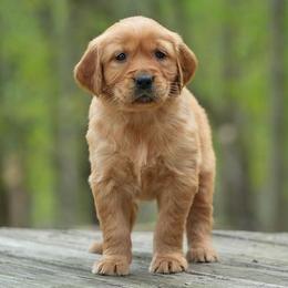 Nellie - Dark golden female Golden Retriever puppy in Saint Joe, Indiana from Golden Acres Farm
