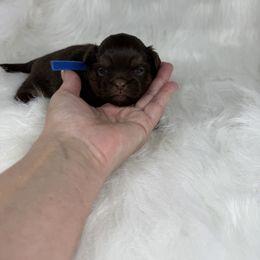 Shih Tzu Puppies from Lisa Bandy Shih Tzu