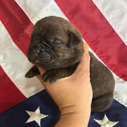Green collar - Black brindle male Cane Corso puppy in Tucson, Arizona from Cane Corso Friends