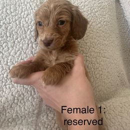 Dachshund Puppies from Sunshine’s Dachshunds