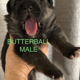 Butterball - Black and tan male German Shepherd puppy in Blairsville, Georgia from Black Sheep German Shepherds