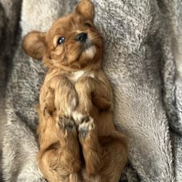 Cavalier King Charles Spaniel Puppies from Sweet Southern Cavaliers and Frenchies