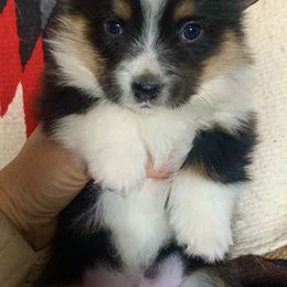 Pembroke Welsh Corgi Puppies from Darci Winner