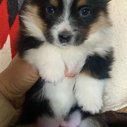 Pembroke Welsh Corgi Puppies from Darci Winner