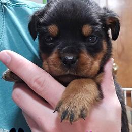 Athena - Black and mahogany female Rottweiler puppy in Tangent, Oregon from Raya's Royals