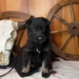 Kolt - Bi-color male German Shepherd puppy in Beech Grove, Arkansas from Ze Zadnich lesu