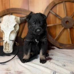 Kolt - Bi-color male German Shepherd puppy in Beech Grove, Arkansas from Ze Zadnich lesu