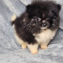 Khaleesi - Black parti female Pomeranian puppy in Laredo, Texas from SASH Poms