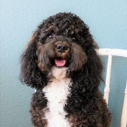 Maroon Belle - Cockapoo