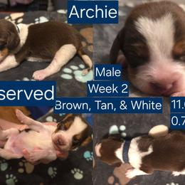 Lou-Blue Male - Brown white and tan male Beagle puppy in Bemidji, Minnesota from Nse Farms Beagles