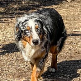 Shanny - Australian Shepherd