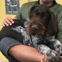 German Wirehaired Pointer Puppies from Ca’ Rigada Deutsch Drahthaar
