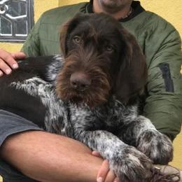 German Wirehaired Pointer Puppies from Ca’ Rigada Deutsch Drahthaar