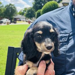 Xander - Black and cream male Dachshund puppy in Altus, Oklahoma from Johnson Prairie Pups