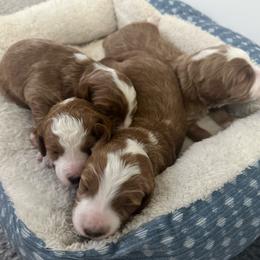 Girl 3 - Red  female Goldendoodle puppy in Florence, South Carolina from Candy Doodles