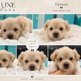 Denver - White and lemon male Morkie puppy in Scottsdale, Arizona from Lil Luxe Pups