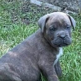 Cane Corso from Icon Cane Corso