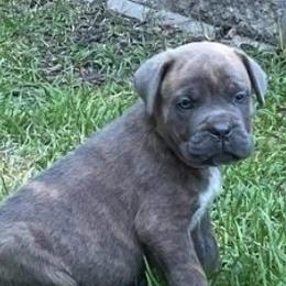 Cane Corso from Icon Cane Corso
