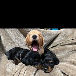 Dachshund Puppies from Crowned Doxies