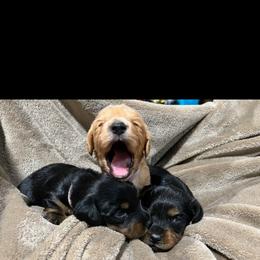 Dachshund Puppies from Crowned Doxies