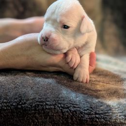 Susie - White female Boxer puppy in New Holland, Pennsylvania from Shady Rill puppies