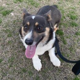 Shadow - Pembroke Welsh Corgi