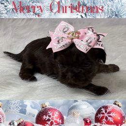 Mercedes - Liver female Shih Tzu puppy in Columbia, Kentucky from Lisa Bandy Shih Tzu