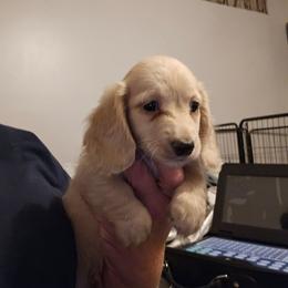 1 - Cream male Dachshund puppy in Lansing, Michigan from Black Thunder 517 Dachshunds and frenchies