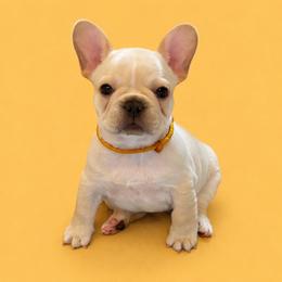 Mr Yellow - Cream male French Bulldog puppy in Clinton, Tennessee from Summer Rose