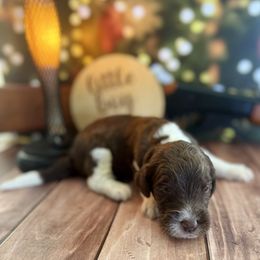 Mr Parker Chocolate Parti male 1 - Chocolate male Labradoodle puppy in Kingston, Georgia from CC Familydoodles