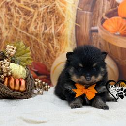 Spook - Black and tan male Pomeranian puppy in Nashville, Arkansas from Cuddles n Curls