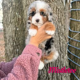 Mistletoe - Blue merle female Bernedoodle puppy in Mount Vernon, Missouri from PoodlelyDoodlely