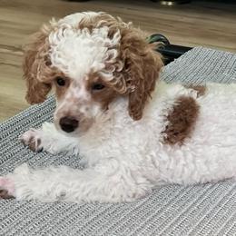 Cosmos - Parti male Poodle puppy in Nixa, Missouri from Foxtrot Farm Poodles