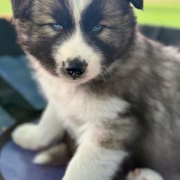 Rodeo - Agouti and white male Siberian Husky puppy in Corvallis, Montana from Double H Siberians