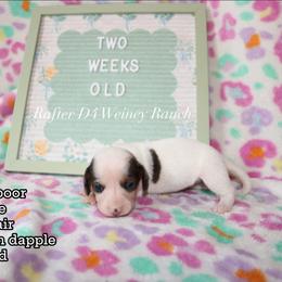 Girl 3 - female Dachshund puppy in Ridgeville, Indiana from Rafter D4 Ranch - Mini Dachshunds