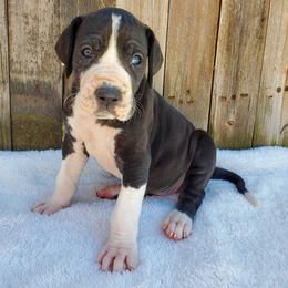 Great Dane Puppies from Dog in Mind Danes