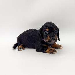 Violet - Black and tan female Dachshund puppy in Waddell, Arizona from Neu Doxies